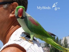Александрийский попугай - фото Юка